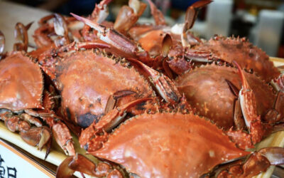 今年もきたきた！大人気！🦀「渡り蟹コース」🦀